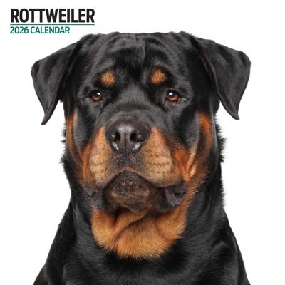Rottweiler Modern Kalender 2026