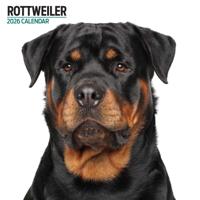 Rottweiler Modern Kalender 2026