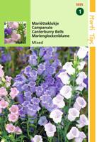 Campanula Medium Enkelbloemig Gemengd - Hortitops