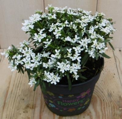 Scheefbloem Iberis wit Warentuin Natuurlijk - Warentuin natuurlijk