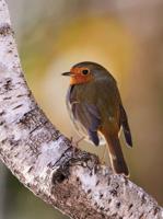 Roodborst berk 50x70cm Tuinschilderij - Customize it