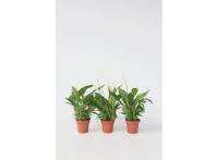 Set van 3 Spathiphyllum - 'lepelplanten'