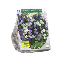 Miniatuur Agapanthus