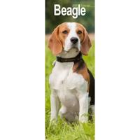 Beagle Kalender 2026 Slimline