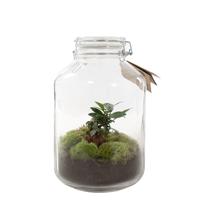 Ecosysteem Ficus Ginseng bonsai weckpot (DIY)