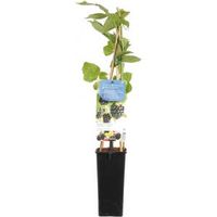 Braam (rubus fruticosus "Chester Thornless") fruitplanten - thumbnail