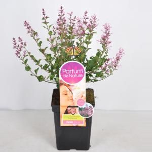 Dwergsering (syringa Bloomerang®"Pink Perfume"Parfume de Nature)