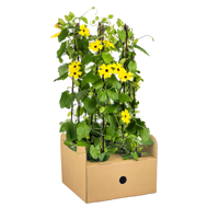 Thunbergia alata Sunny Susy Yellow Ø13 cm - ↕60 cm