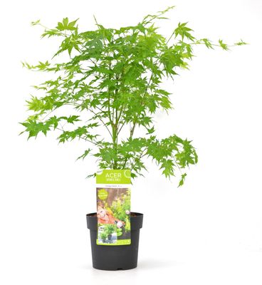 Acer palmatum Going Green - Japanse Esdoorn - P19