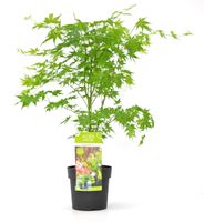 Acer palmatum Going Green - Japanse Esdoorn - P19