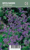 V.I.P.S. Nepeta faassenii ''Six Hills Giant'' - Kattenkruid (P9)