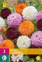 Bloembollen Dahlia Pompon Mix 3st