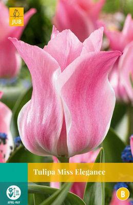 Tulipa Miss Elegance - Jub