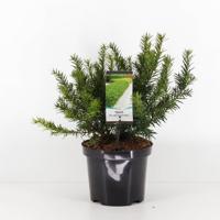 Taxus baccata repandens 25-30 cm - Warentuin natuurlijk