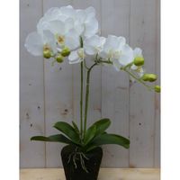 Warentuin Mix - Orchidee phalaenopsis 2 stelen 40 cm - thumbnail