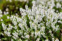 Witte zomerheide