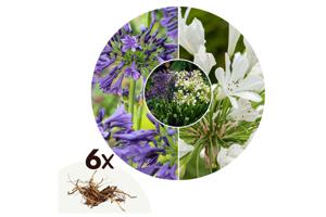 Agapanthus 'blauw-wit' - mix van 6