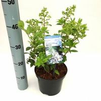 Hydrangea Paniculata "Brussels Lace" pluimhortensia - 25-30 cm - 1 stuks - thumbnail