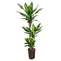 Dracaena cintho pelotas hydrocultuur plant - thumbnail