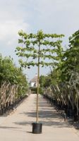 Linde als leiboom Tillia europaea Pallida h 320 cm st. omtrek 12 cm st. h 200 cm - Warentuin Natuurlijk