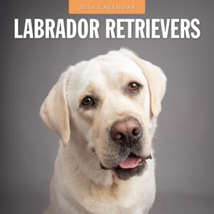Labrador Retriever Kalender 2026