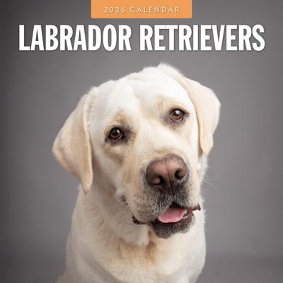 Labrador Retriever Kalender 2026