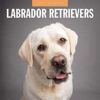 Labrador Retriever Kalender 2026