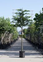 Haagbeuk als leiboom Carpinus betulus h 300 cm st. omtrek 10 cm st. h 180 cm - Warentuin Natuurlijk