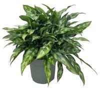 Aglaonema Maria I Potmaat 27 H60-70 kamerplant Beautanic Lifestyle - Beautanic lifestyle