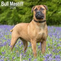 Bullmastiff Kalender 2026
