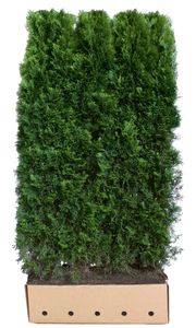 Thuja occidentalis smaragd 200 cm - Quickhedge