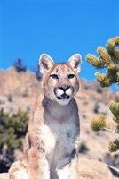 Mountain lion (poema)