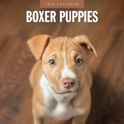 Boxer Puppies Kalender 2026