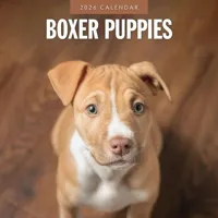Boxer Puppies Kalender 2026