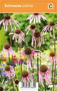 Vips Echinacea pallida - Egelzonnehoed