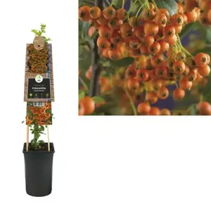 Klimplant Pyracantha Orange Charmer - Vuurdoorn