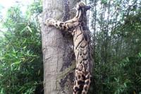 Dierentuinbelevenis Zie-ZOO Dierentuinbelevenis Zie-ZOO