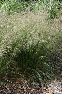 Ruwe Smele