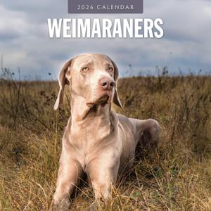 Weimaraner Kalender 2026