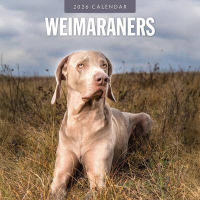 Weimaraner Kalender 2026