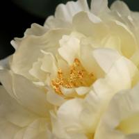 Pioen Kunstbloem 38cm Creme