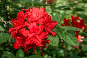 Azalea