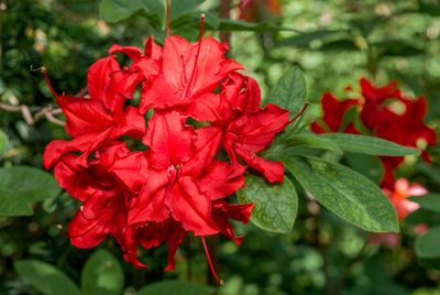 Azalea mollis rood