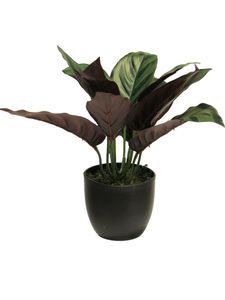 Calathea zonneschijn in pot 25cm