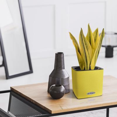 Sansevieria kunstplant 30cm geel-groen
