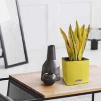 Sansevieria kunstplant 30cm geel-groen