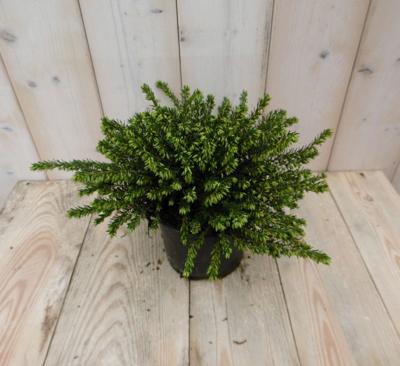 2 stuks! Winterheide wit Erica GROOT - Warentuin natuurlijk