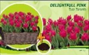 Tulp