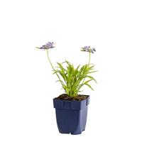 Scabiosa caucasica vaste plant Griffioen - Griffioen