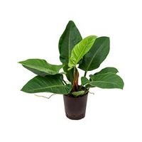 Philodendron imperial green S hydrocultuur plant - thumbnail